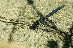 Trithemis furva