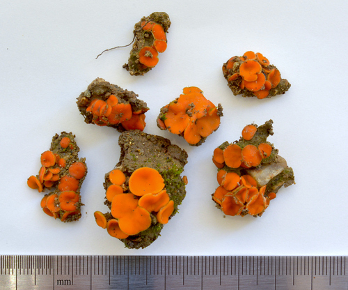 Cheilymenia crucipila