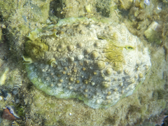 Dolabrifera brazieri