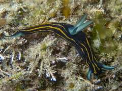 Roboastra gracilis