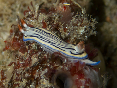 Hypselodoris maritima