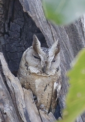 Otus bakkamoena