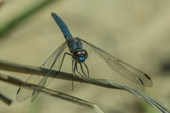 Trithemis furva