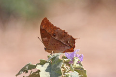 Charaxes varanes