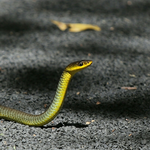 Common Tree Snake sighting