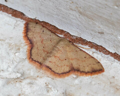 Idaea craspedota