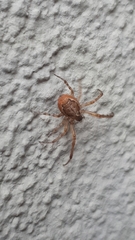 Zygiella x-notata