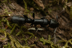 Platythyrea parallela