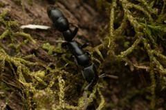 Platythyrea parallela