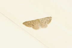 Scopula optivata