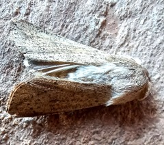 Mythimna convecta