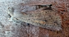 Mythimna convecta
