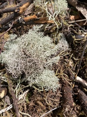 Cladonia confusa