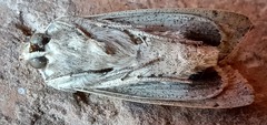 Mythimna convecta