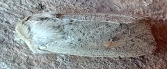 Mythimna convecta