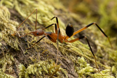 Leptomyrmex cnemidatus