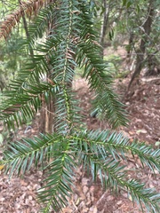 Cunninghamia lanceolata