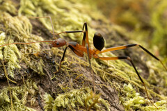 Leptomyrmex cnemidatus