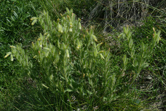 Onosma fastigiata
