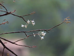 Dendrobium herbaceum