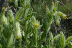 Onosma fastigiata