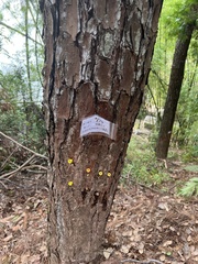 Cunninghamia lanceolata