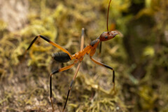 Leptomyrmex cnemidatus