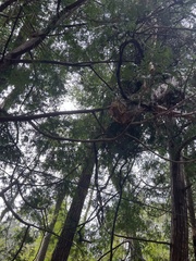 Cunninghamia lanceolata