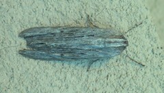 Capusa cuculloides
