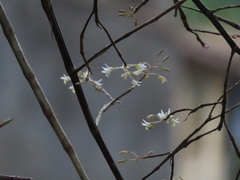 Dendrobium herbaceum