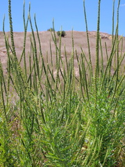 Reseda luteola