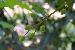 Prunus lusitanica
