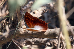 Charaxes varanes