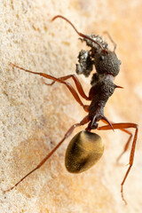 Dolichoderus extensispinus