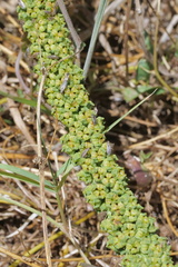 Reseda luteola