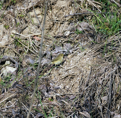 Phylloscopus collybita