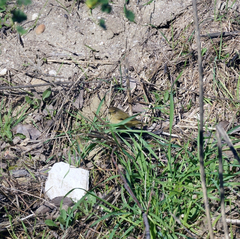 Phylloscopus collybita