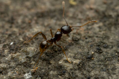 Pheidole athertonensis
