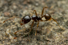 Pheidole athertonensis