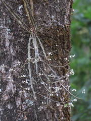 Dendrobium herbaceum