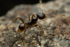 Pheidole athertonensis