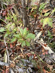 Phyllocladus aspleniifolius