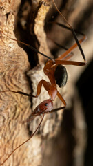 Leptomyrmex tibialis