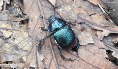 Phelotrupes auratus