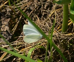 Pieris oleracea