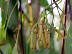 Amyema miquelii