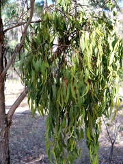 Amyema miquelii