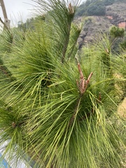 Pinus canariensis