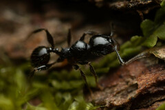 Pheidole variabilis praedo