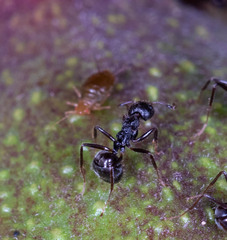 Dolichoderus thoracicus